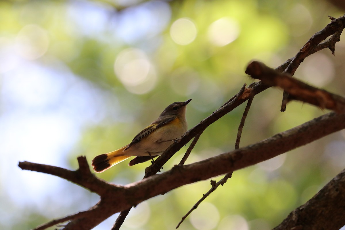 American Redstart - ML633871519