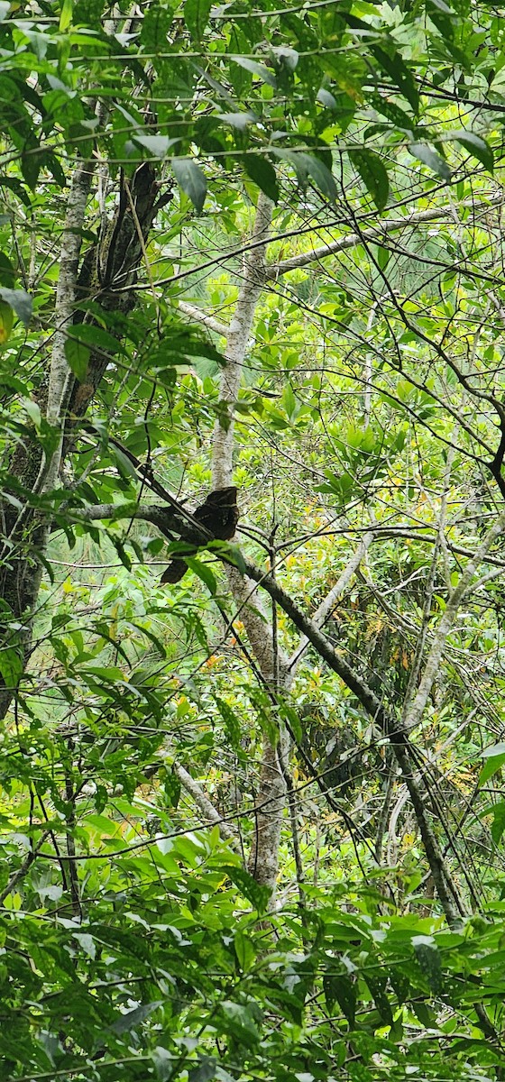 Chuck-will's-widow - ML633871666