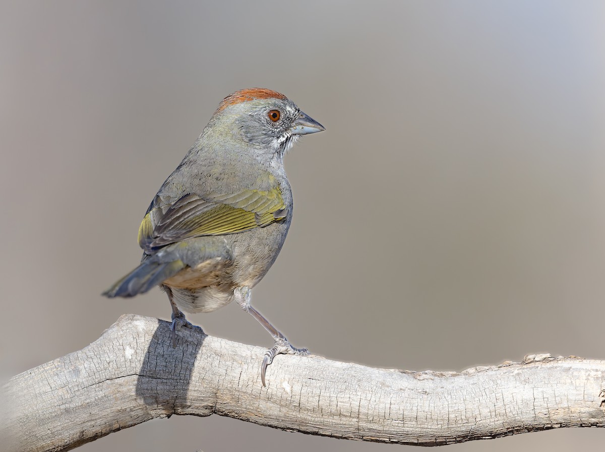 Green-tailed Towhee - ML633871743