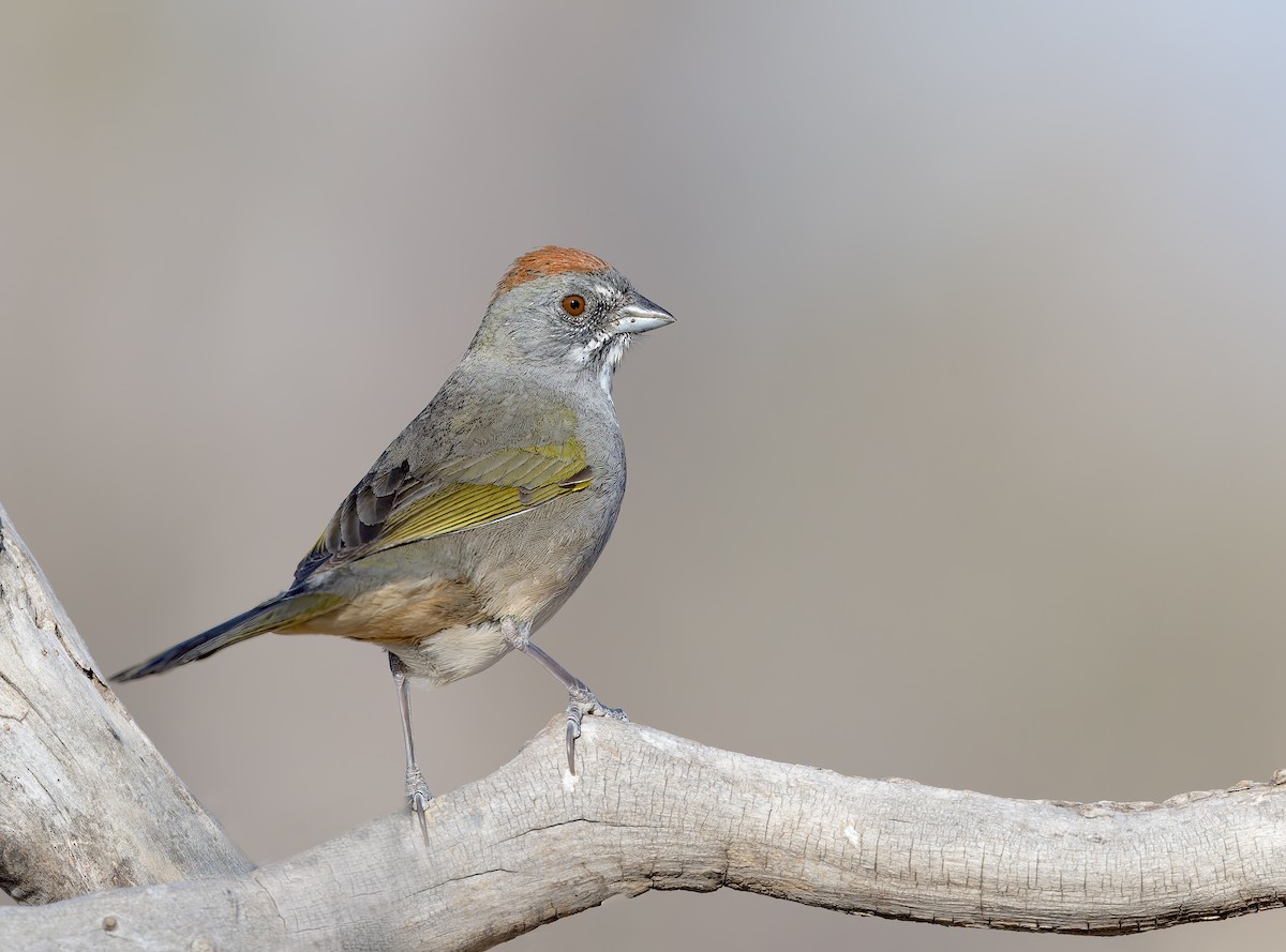 Green-tailed Towhee - ML633871744