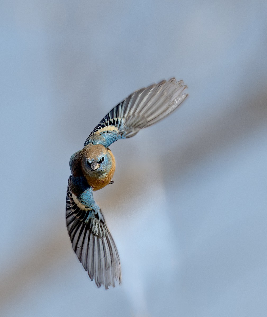 Lazuli Bunting - ML633871823