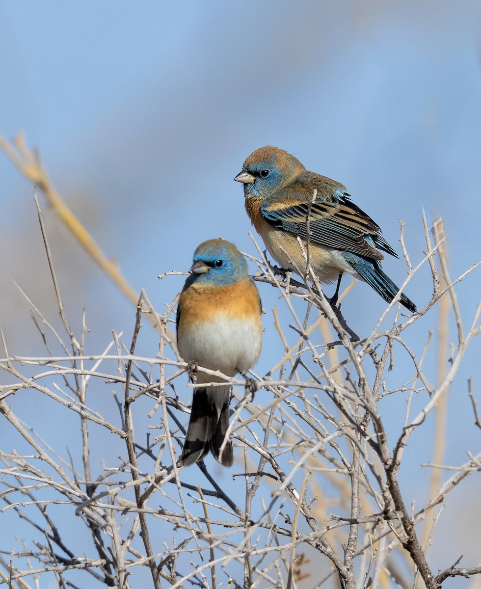 Lazuli Bunting - ML633871824
