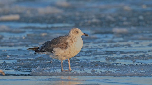Клуша - ML633871832