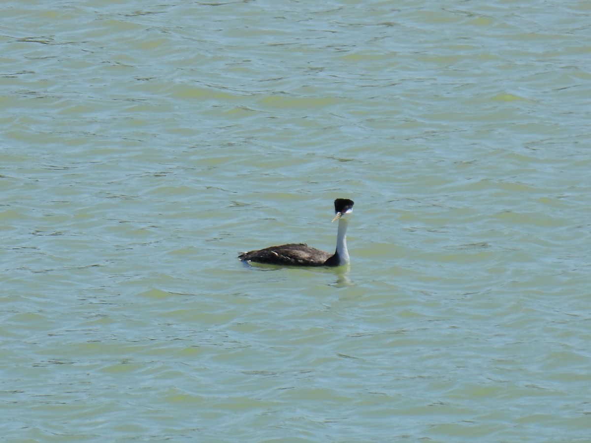 Western Grebe - ML633871868