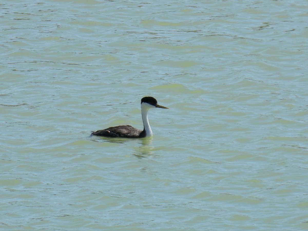 Western Grebe - ML633871873