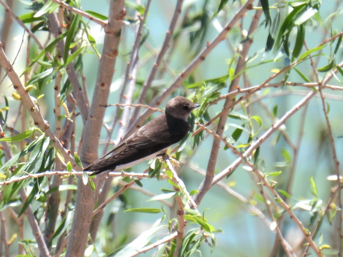 Northern Rough-winged Swallow - ML633871883