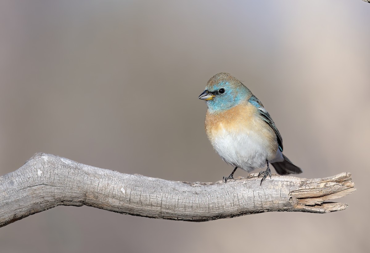 Lazuli Bunting - ML633871918