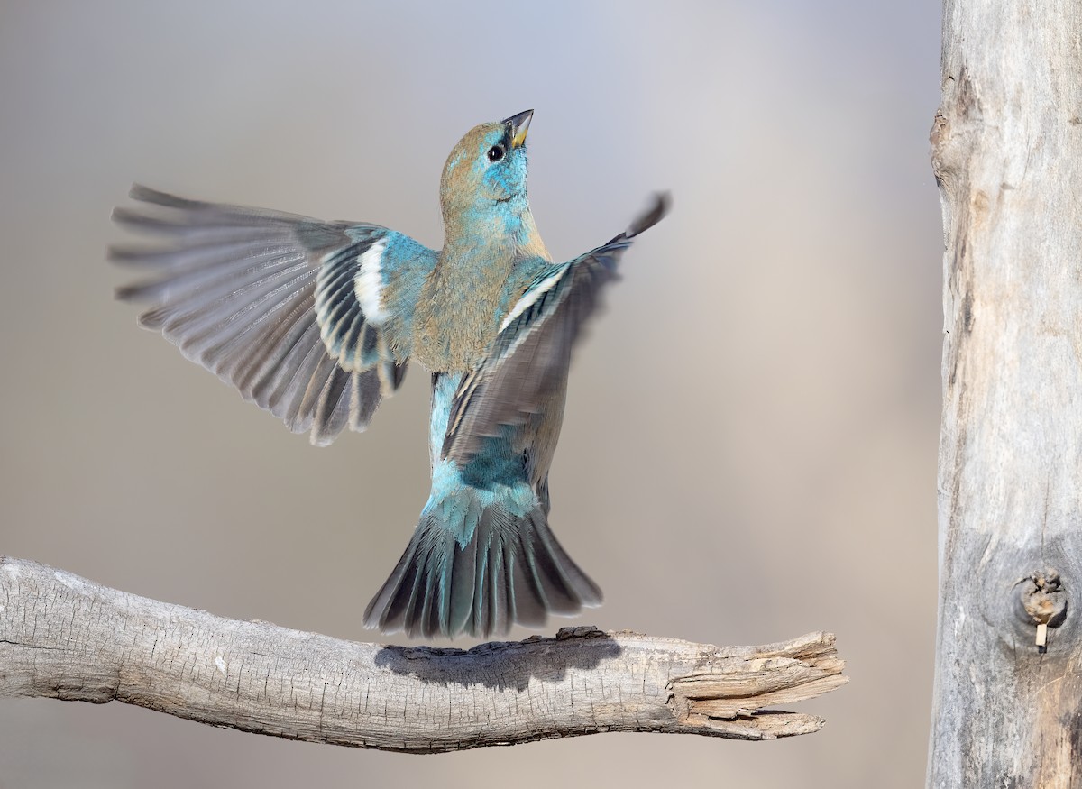 Lazuli Bunting - ML633871919