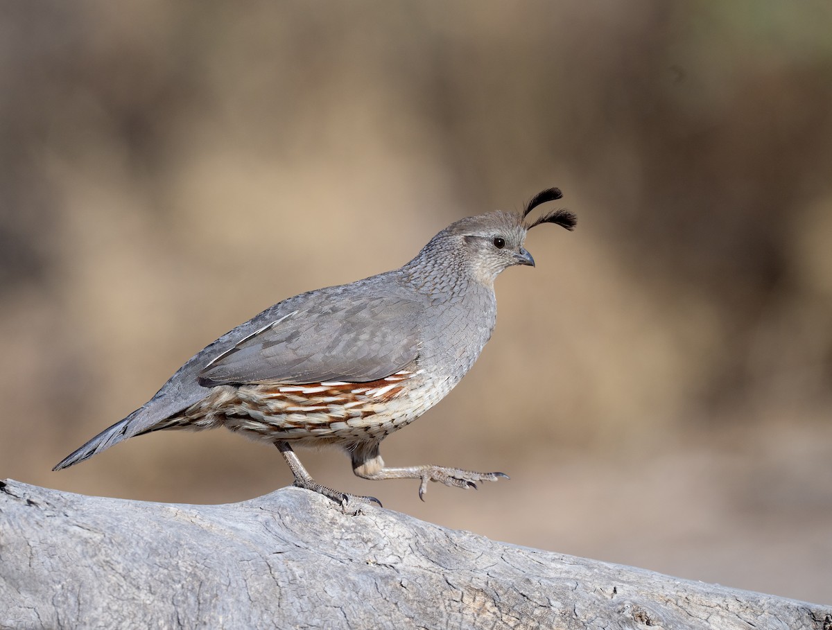Gambel's Quail - ML633871931