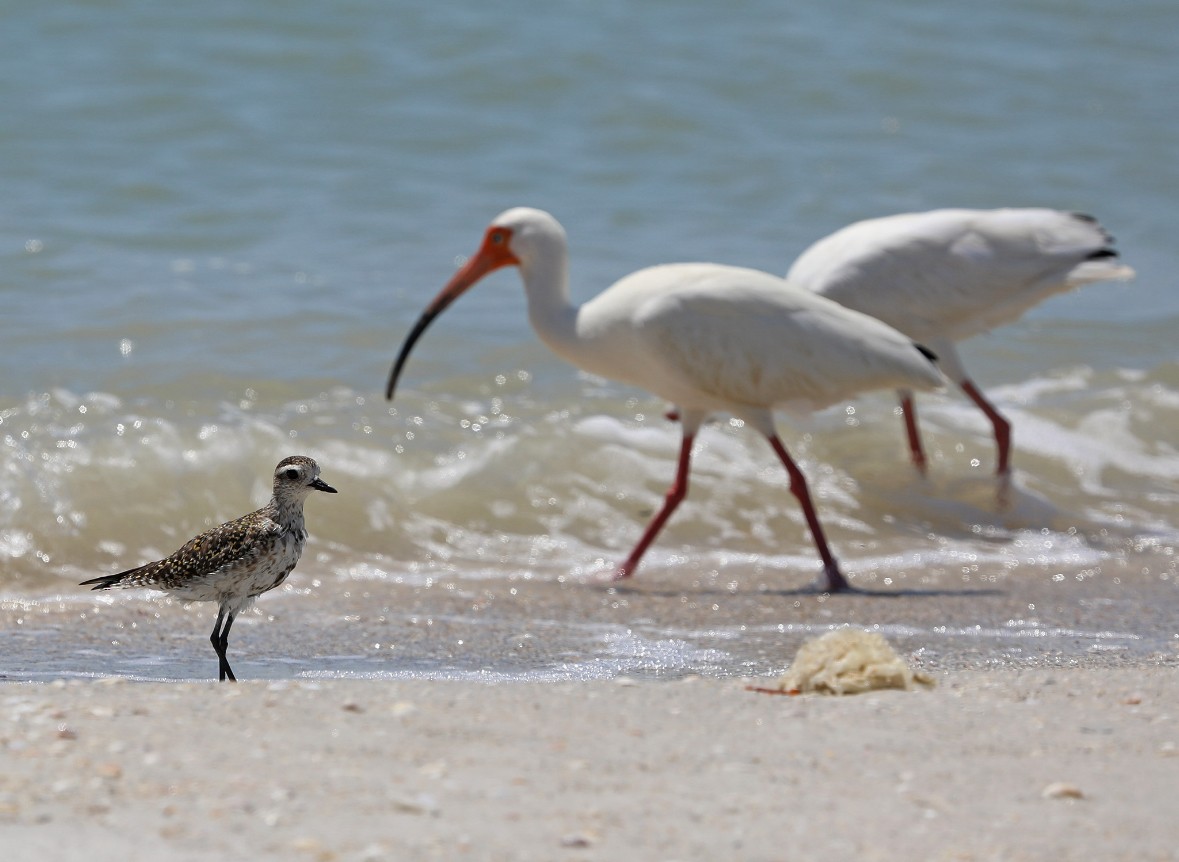 kulík hnědokřídlý - ML633871932