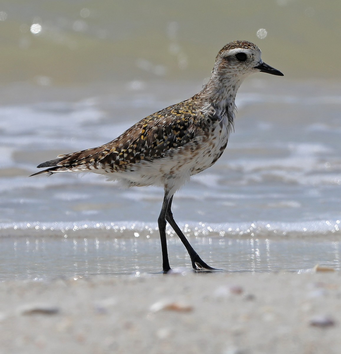 kulík hnědokřídlý - ML633871933