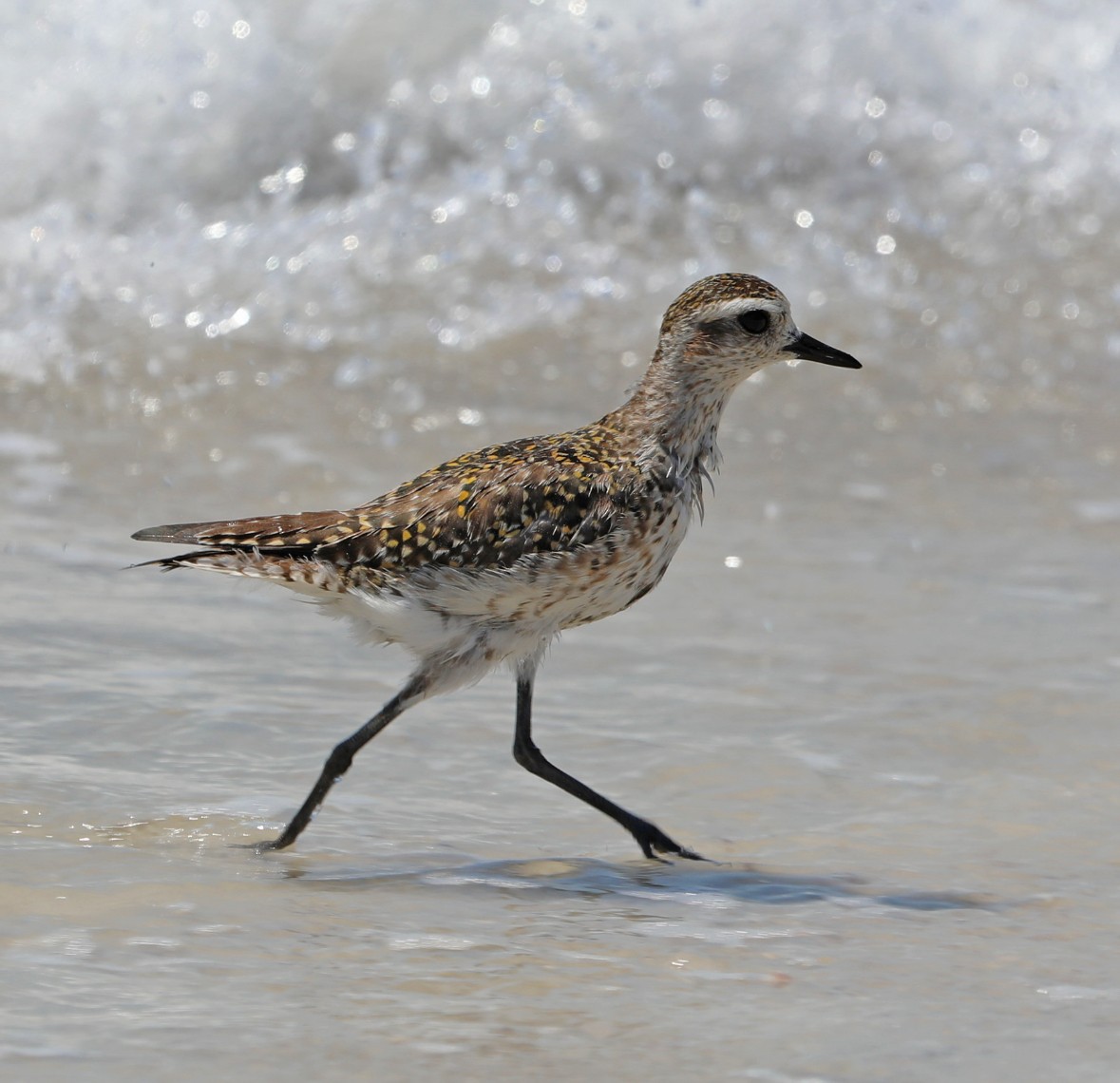 kulík hnědokřídlý - ML633871934