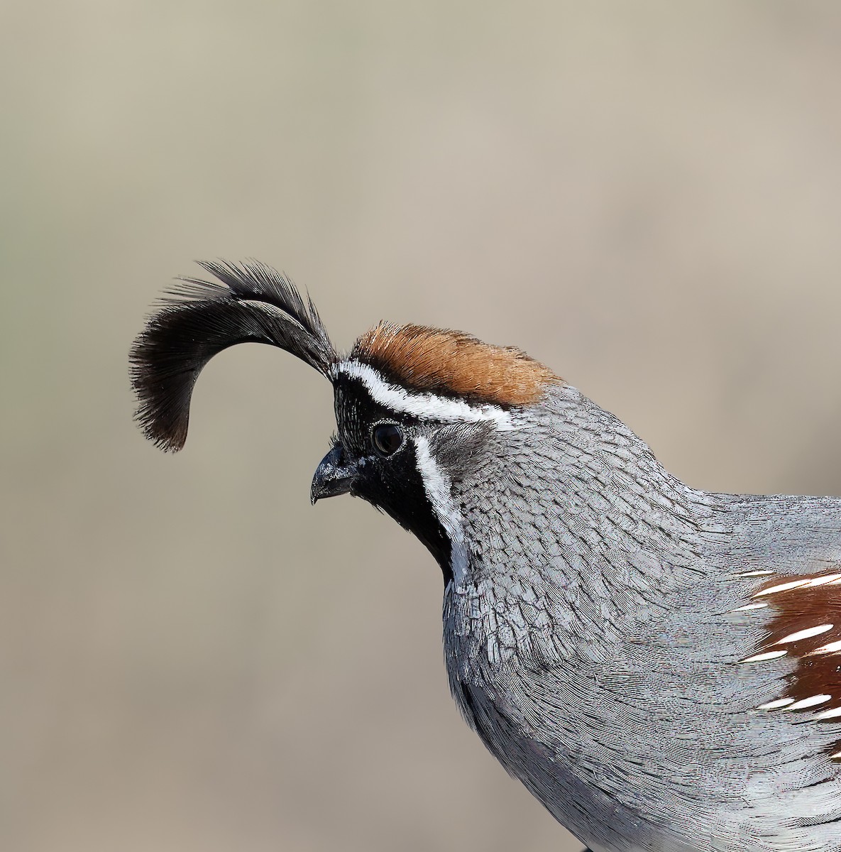Gambel's Quail - ML633871938