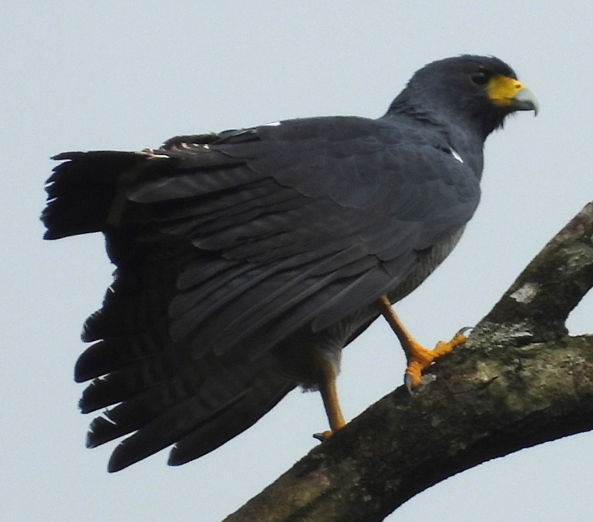 Barred Hawk - ML633871948