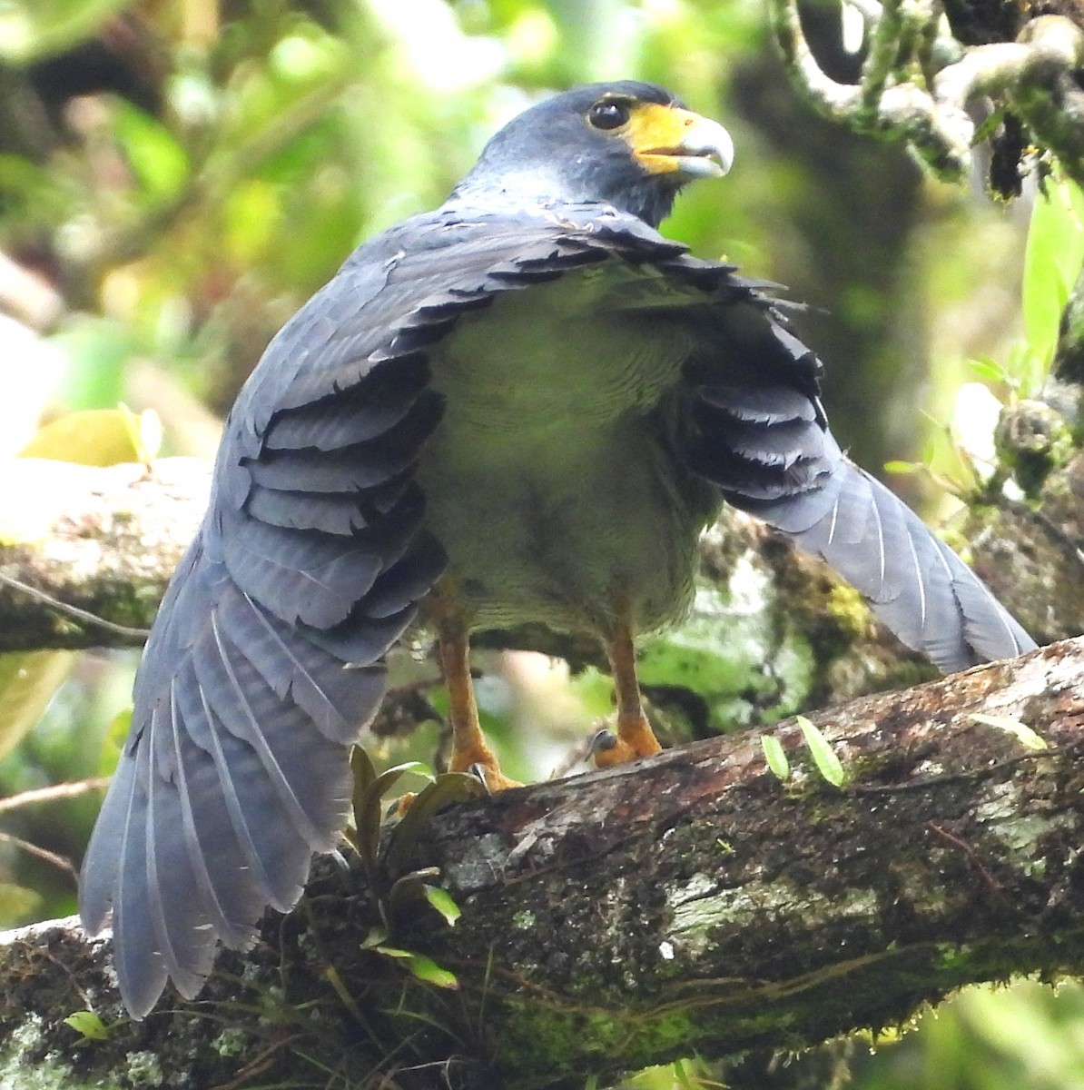 Barred Hawk - ML633871955