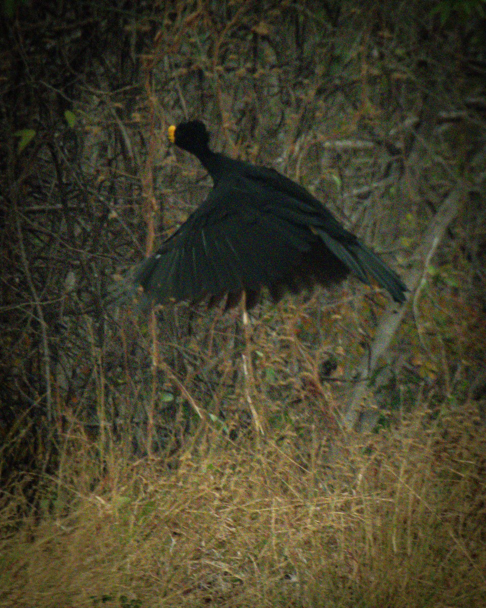 Great Curassow - ML633872038