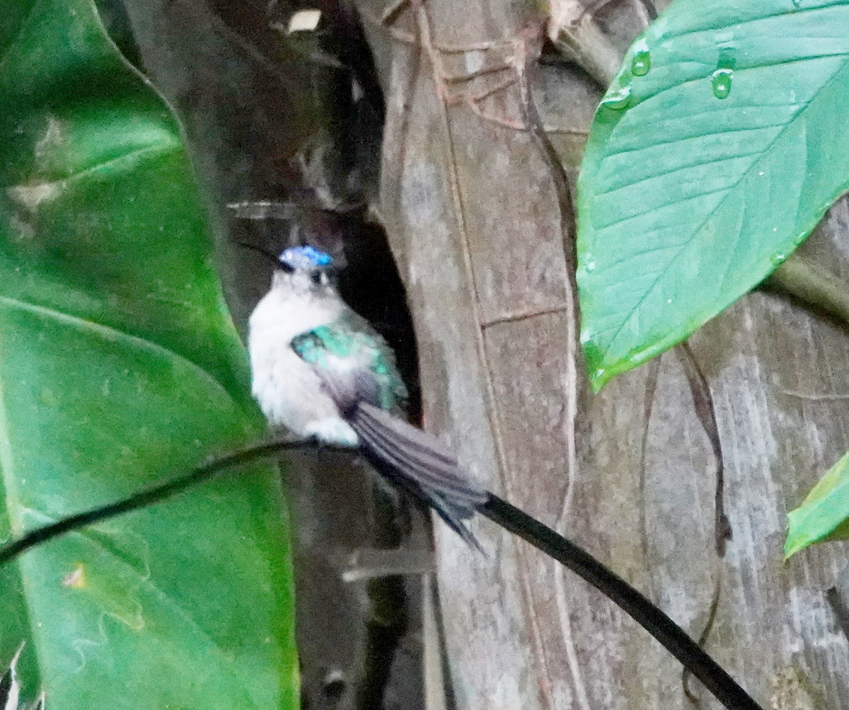 Wedge-tailed Sabrewing - ML633872044