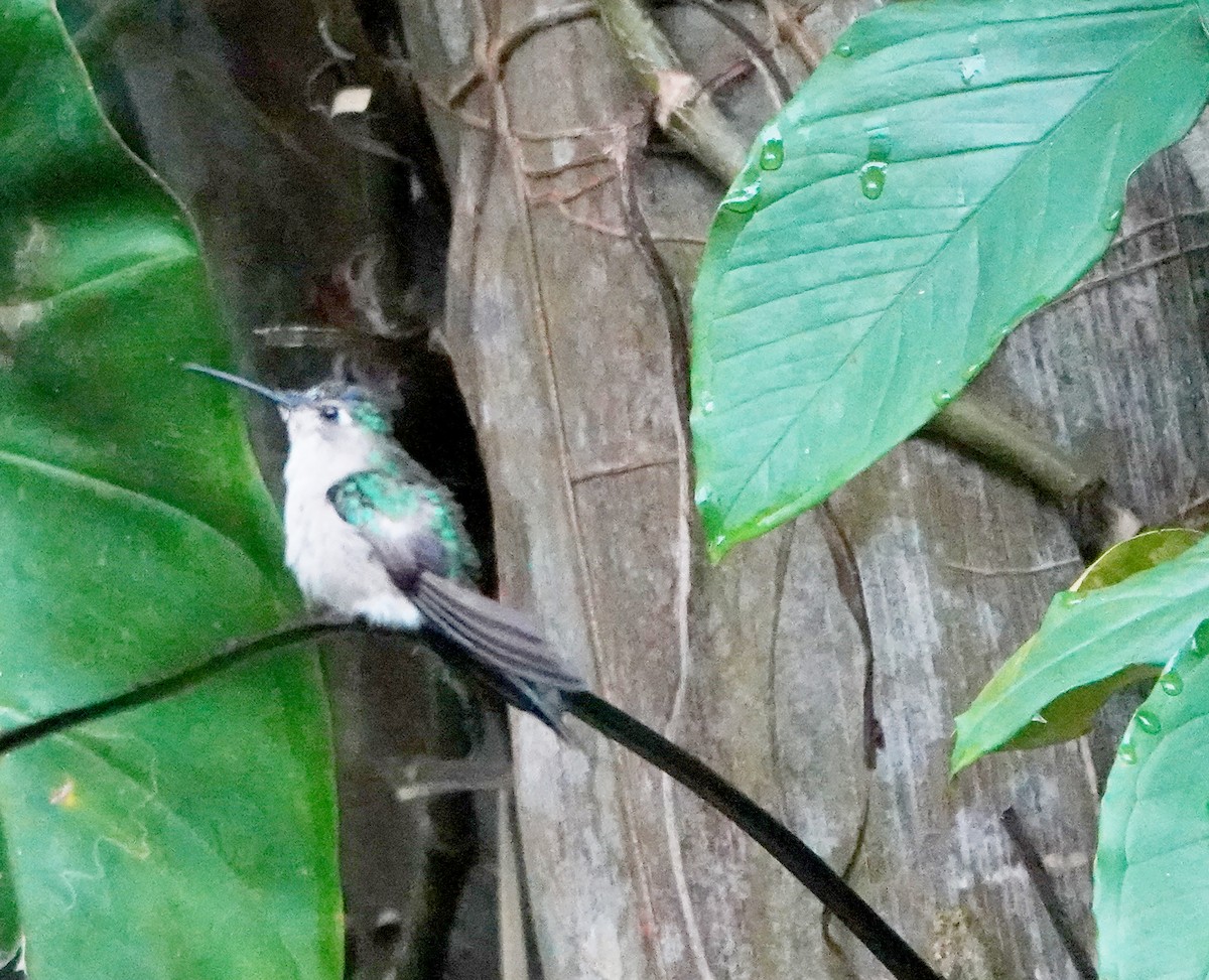 Wedge-tailed Sabrewing - ML633872045
