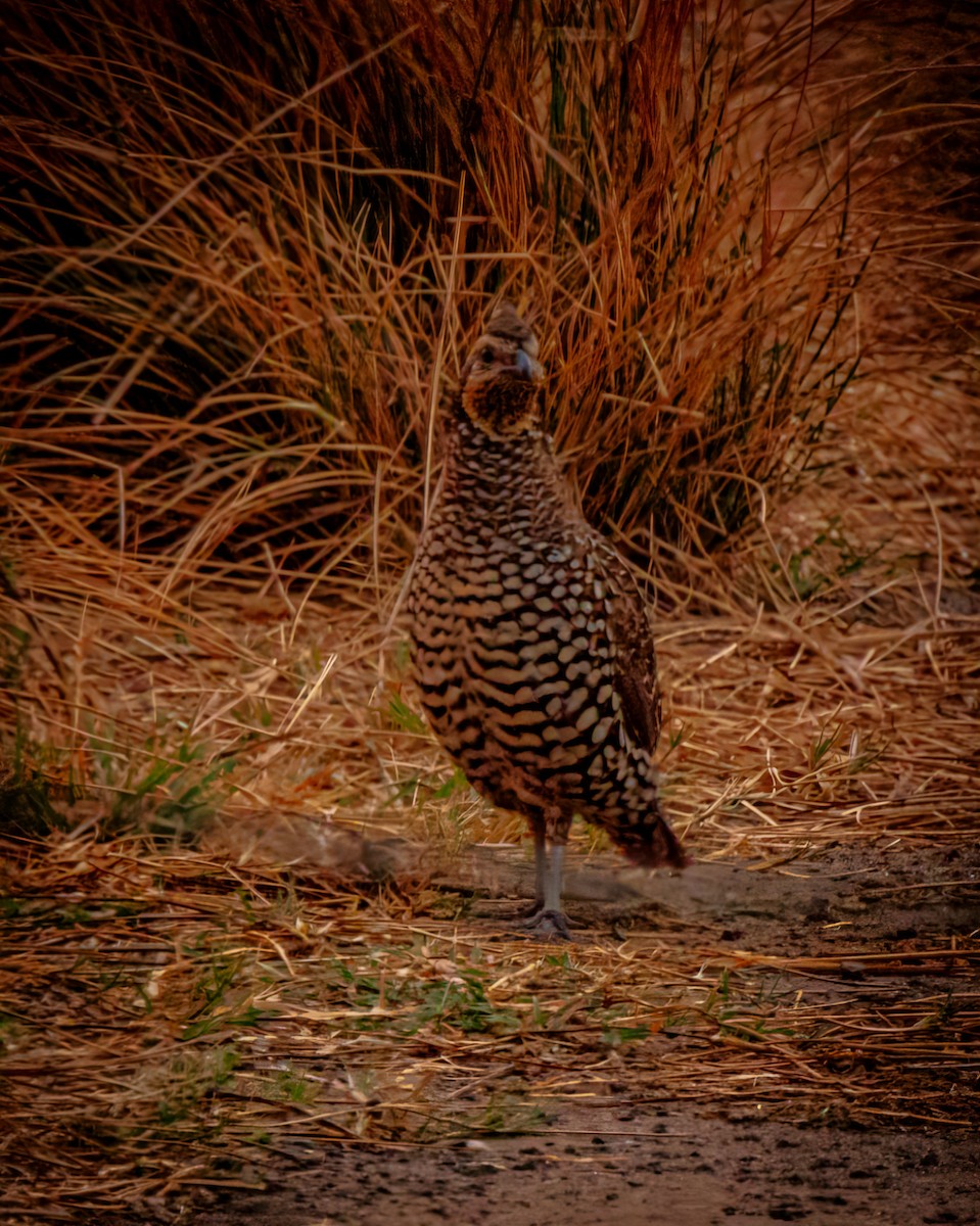 Spot-bellied Bobwhite - ML633872047