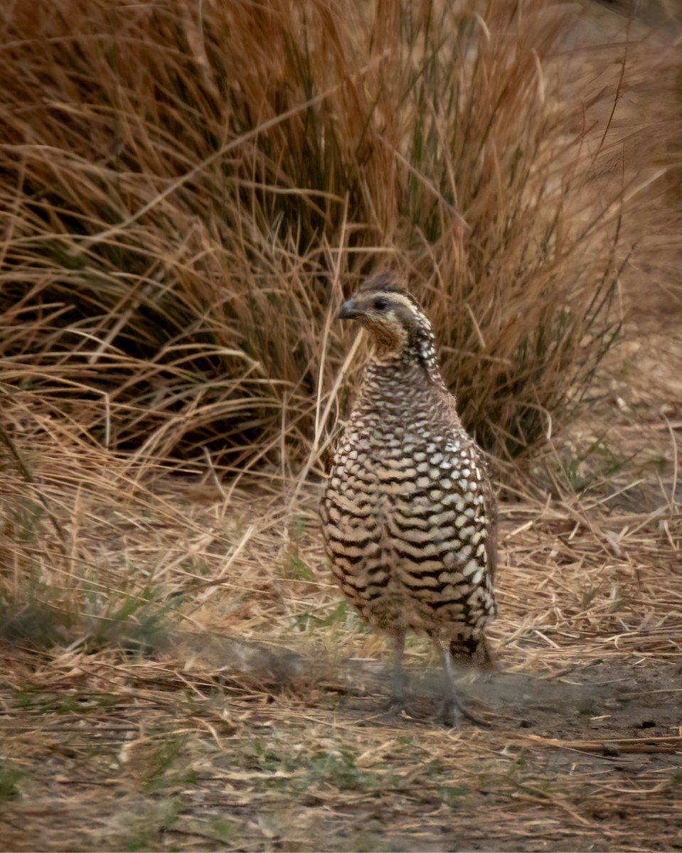 Spot-bellied Bobwhite - ML633872048