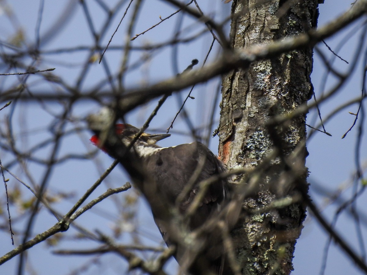 Pileated Woodpecker - ML633872109