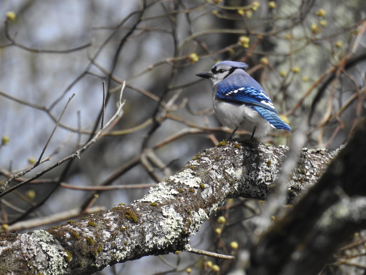 Blue Jay - ML633872111