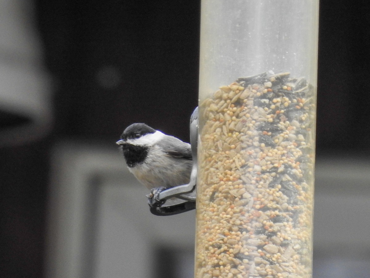 Carolina x Black-capped Chickadee (hybrid) - ML633872113
