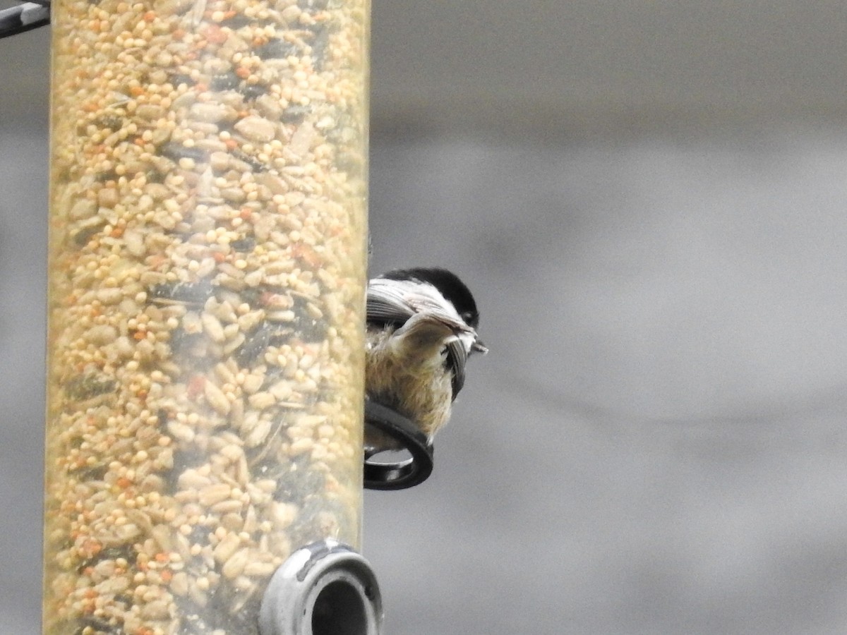 Carolina x Black-capped Chickadee (hybrid) - ML633872120