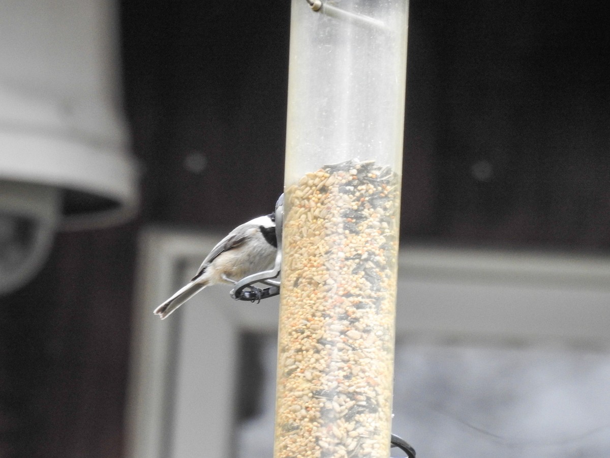 Carolina x Black-capped Chickadee (hybrid) - ML633872121