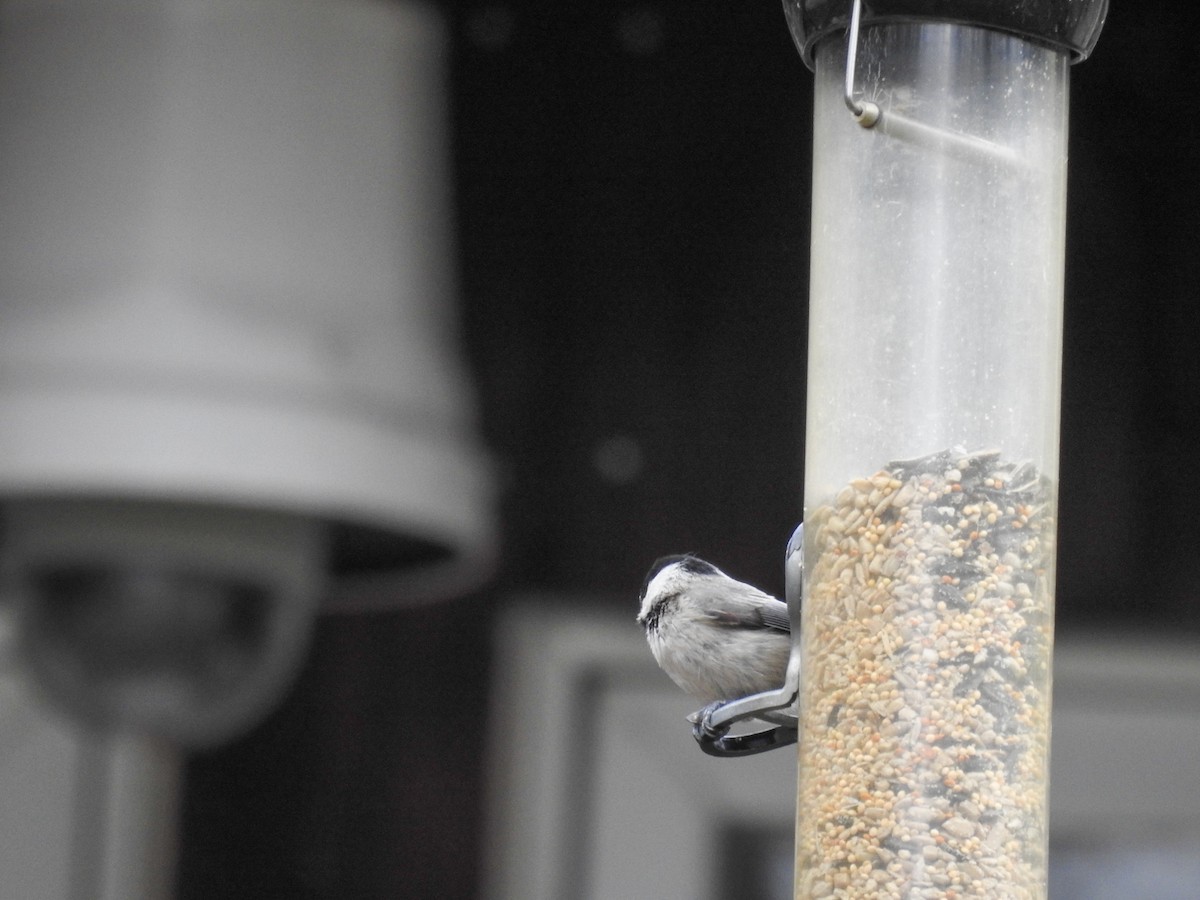 Carolina x Black-capped Chickadee (hybrid) - ML633872122