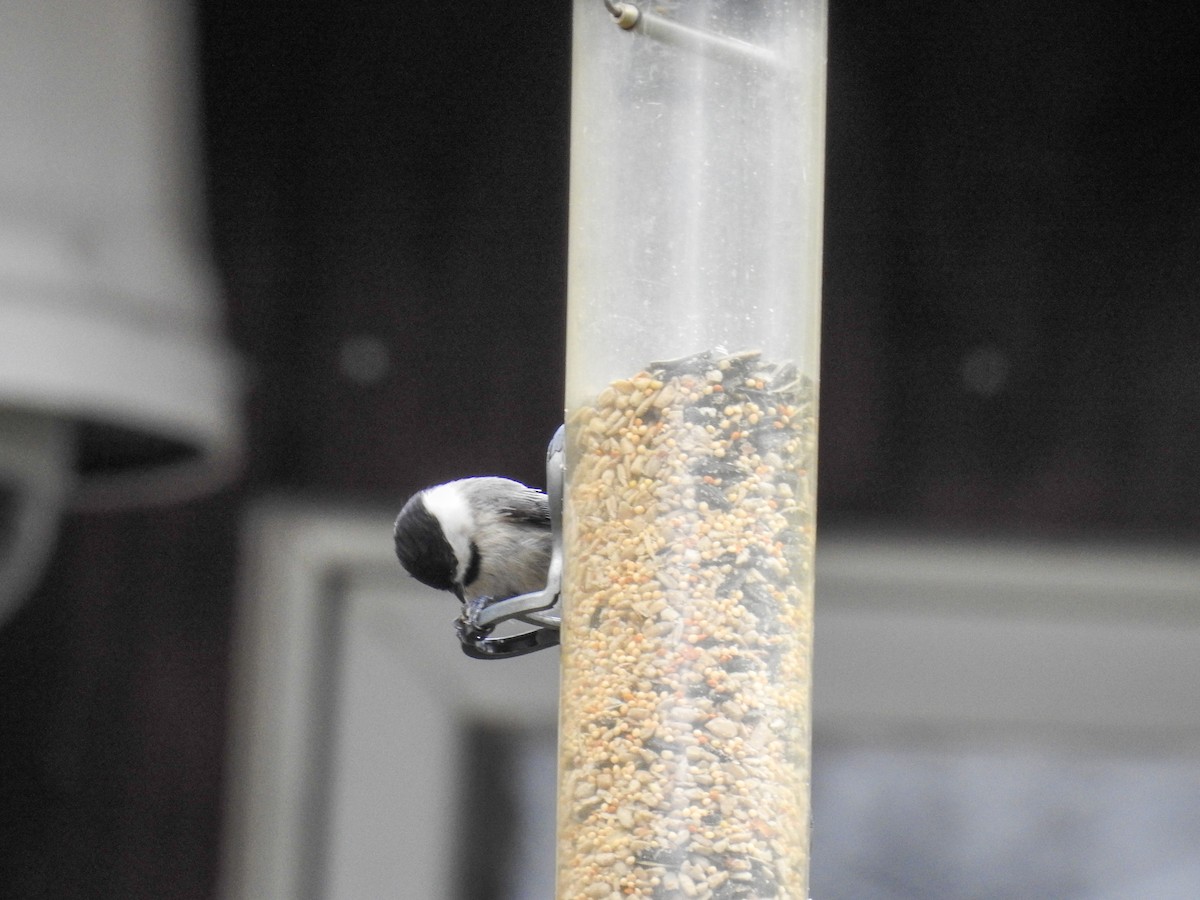 Carolina x Black-capped Chickadee (hybrid) - ML633872123
