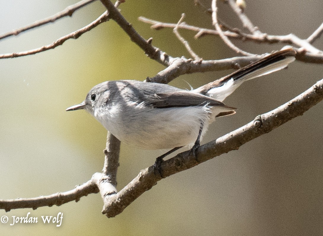 Blue-gray Gnatcatcher - ML633872125
