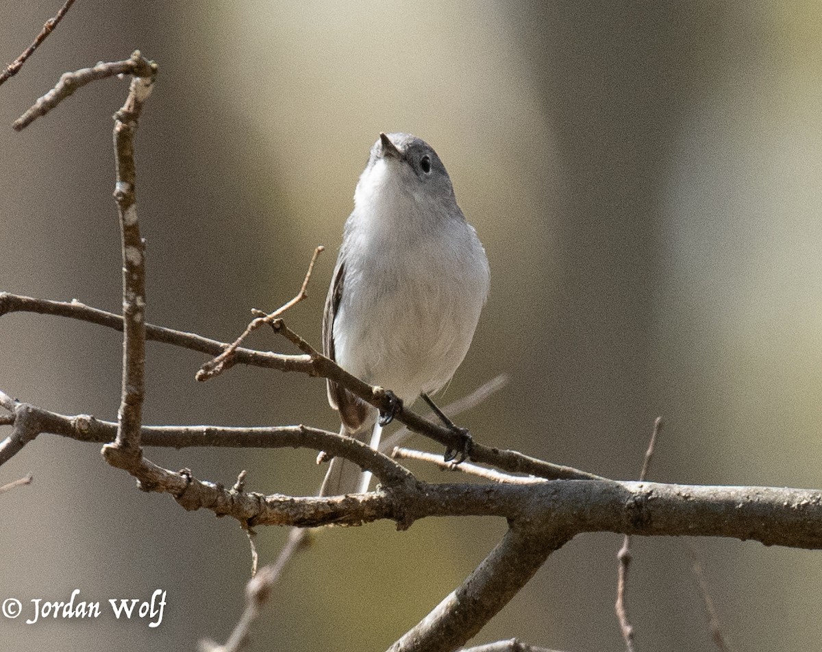 Blue-gray Gnatcatcher - ML633872126