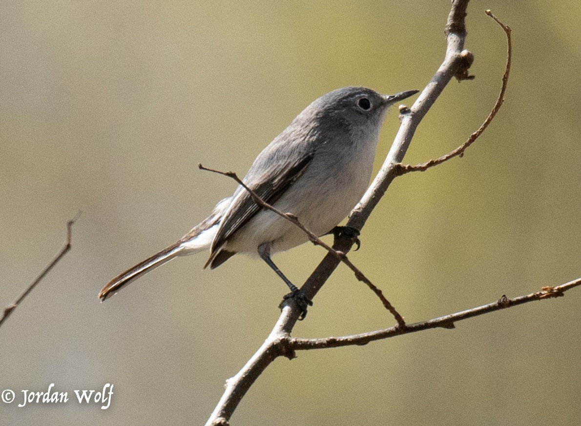 Blue-gray Gnatcatcher - ML633872127