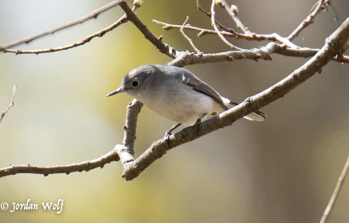 Blue-gray Gnatcatcher - ML633872128