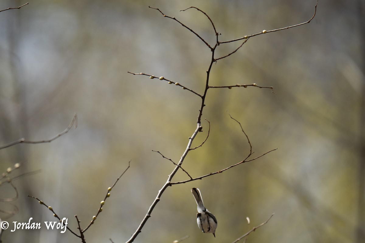 Blue-gray Gnatcatcher - ML633872132