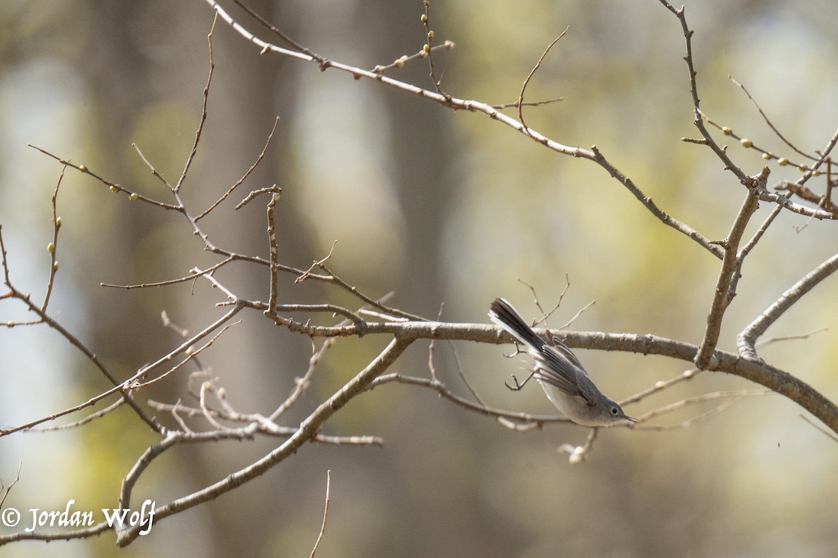 Blue-gray Gnatcatcher - ML633872133
