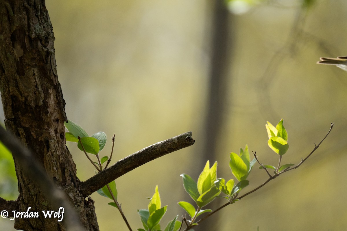Blue-gray Gnatcatcher - ML633872134