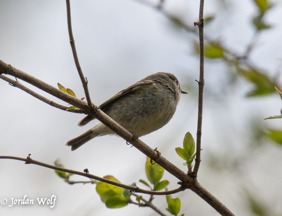 Ruby-crowned Kinglet - ML633872143
