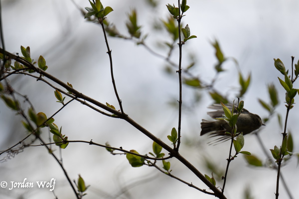 Ruby-crowned Kinglet - ML633872144