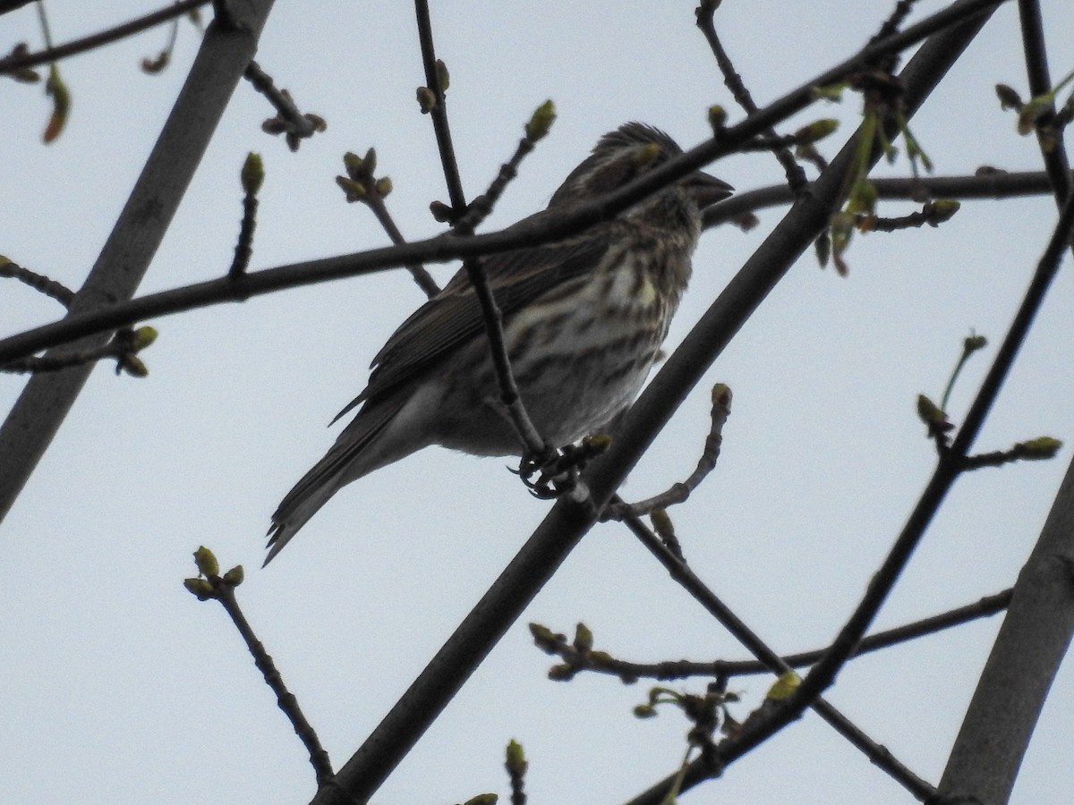 Purple Finch (Eastern) - ML633872146