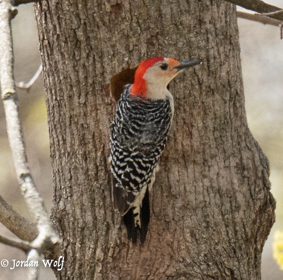 Red-bellied Woodpecker - ML633872150