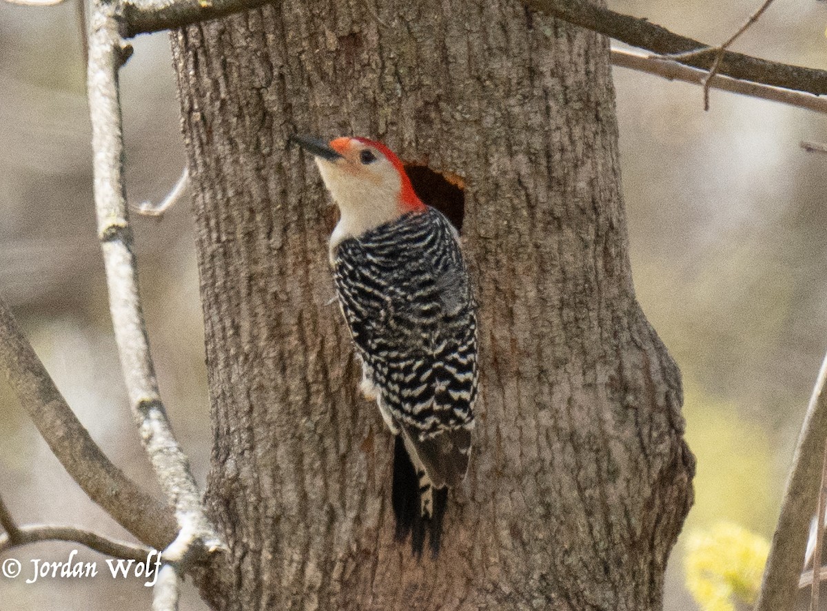 Red-bellied Woodpecker - ML633872152