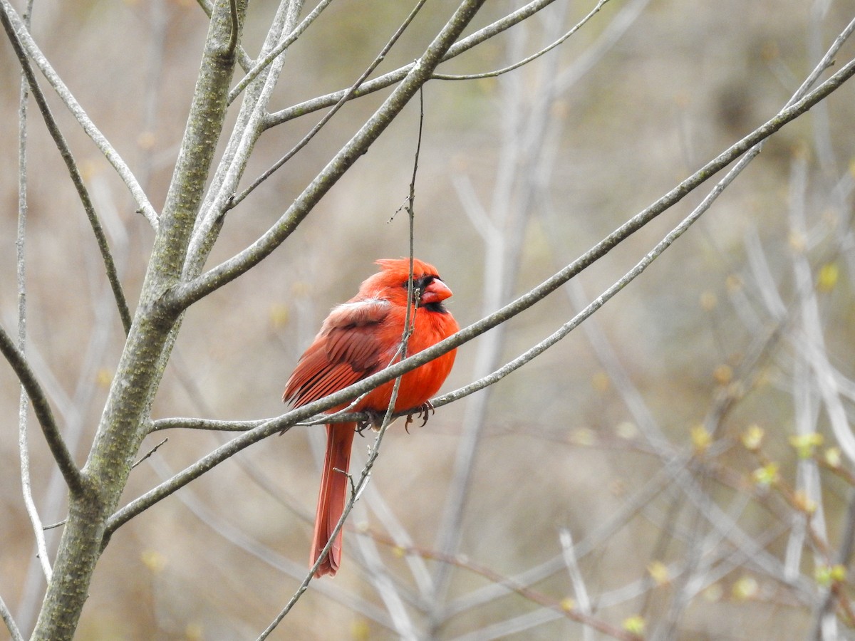 Northern Cardinal - ML633872155