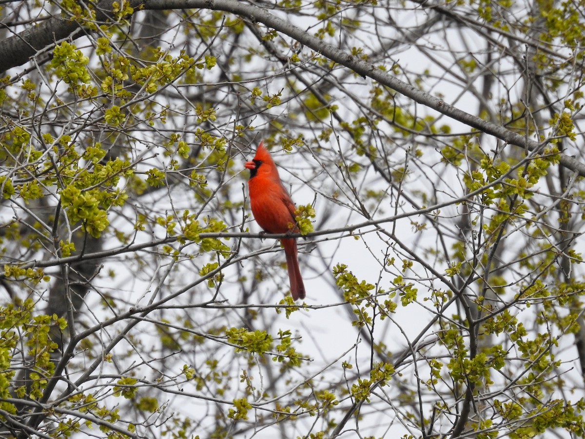 Northern Cardinal - ML633872156