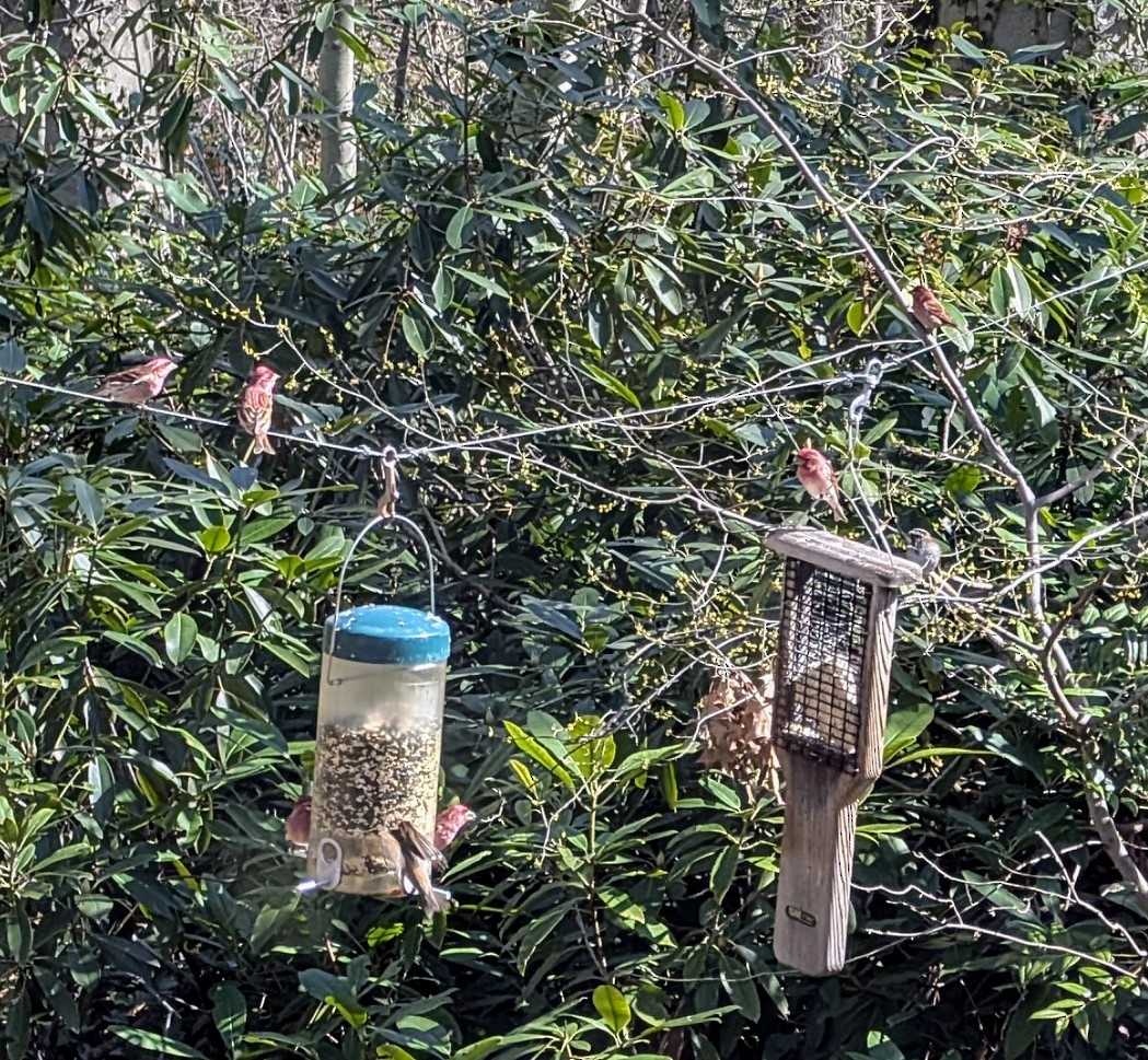 Purple Finch - ML633872157