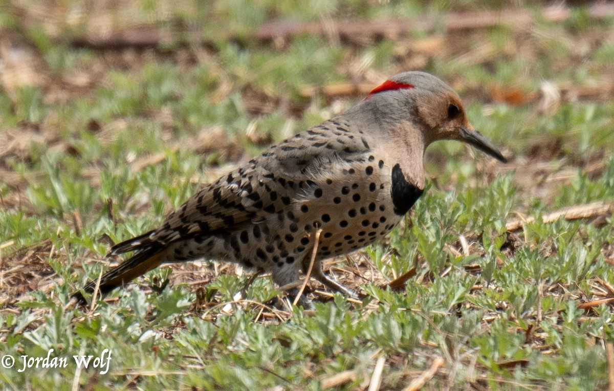 Northern Flicker - ML633872158