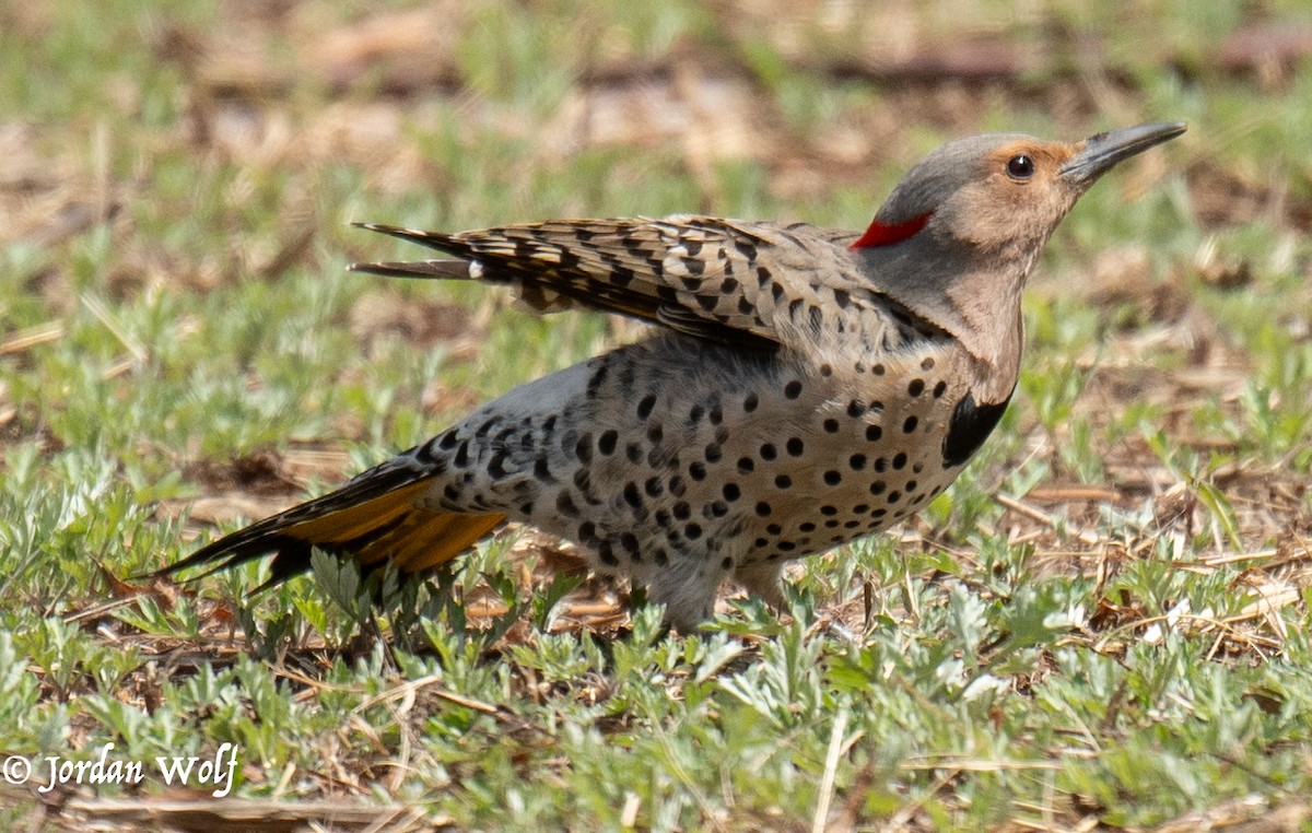 Northern Flicker - ML633872159
