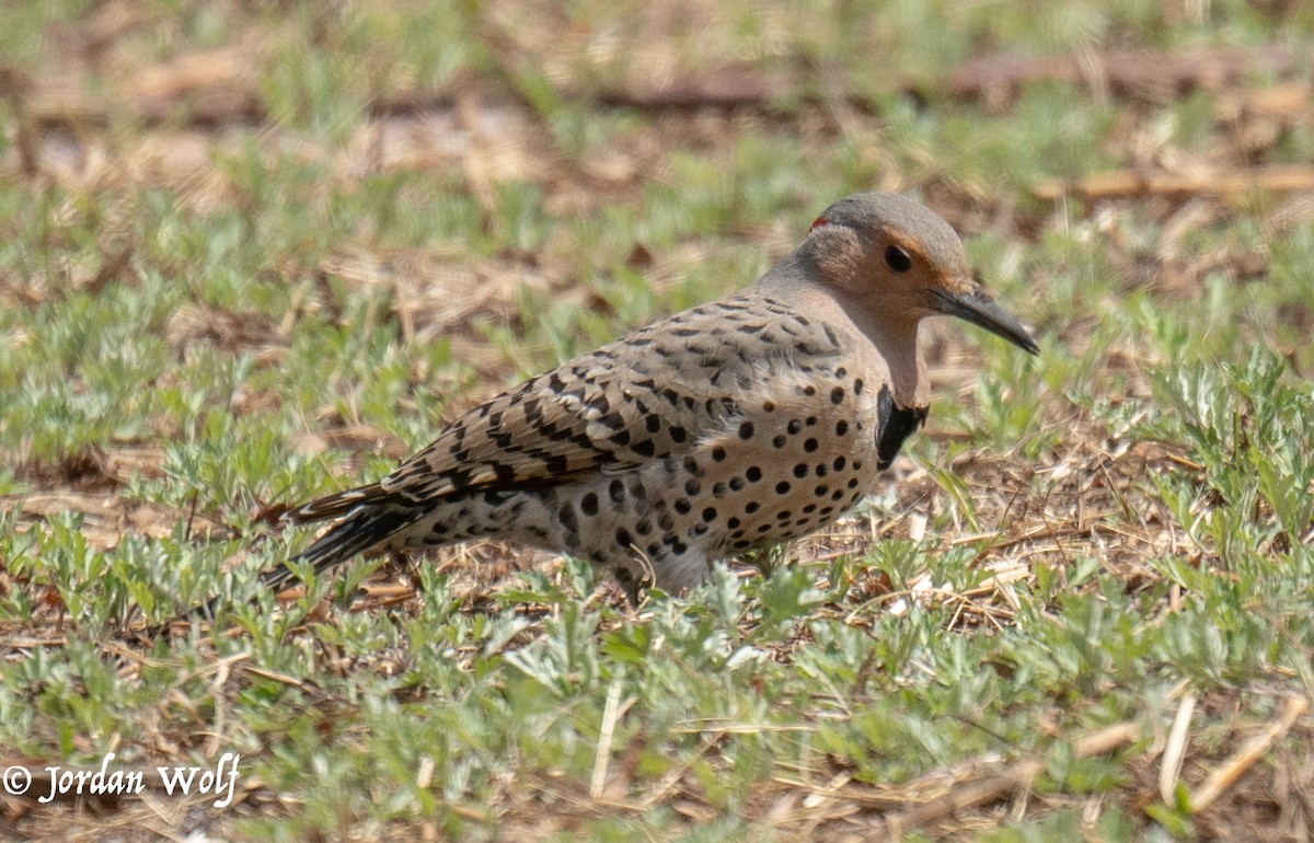 Northern Flicker - ML633872160