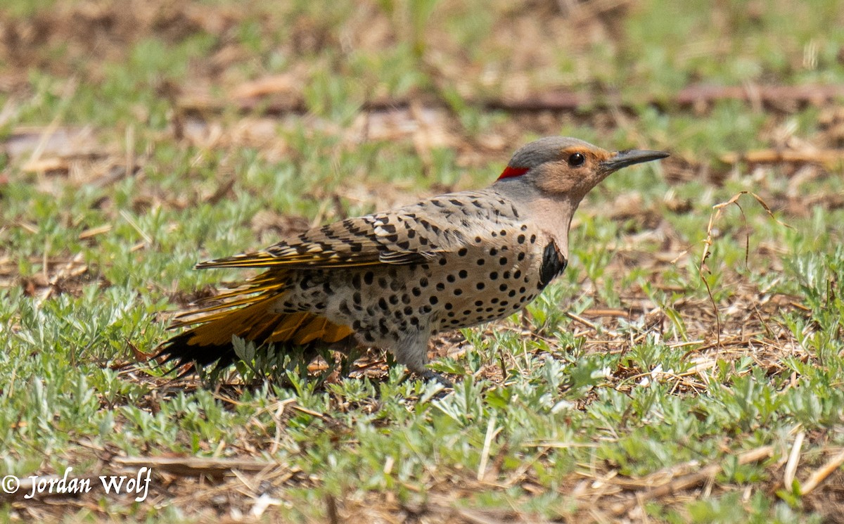 Northern Flicker - ML633872161